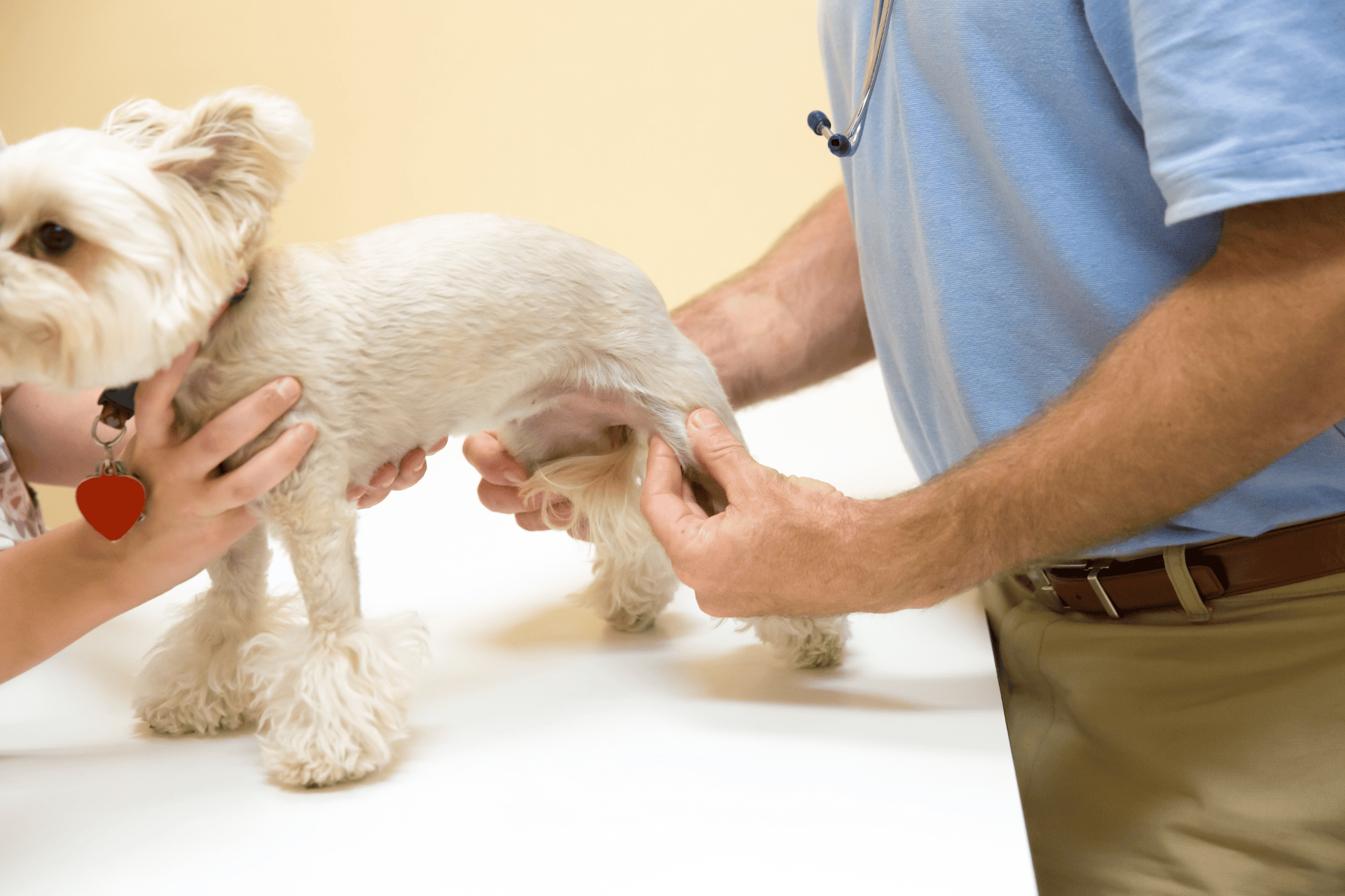 How Can I Care For My Dog's Joints?