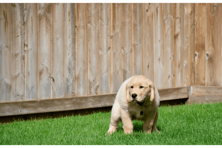 Why Do I Need to Scoop Up Dog Poop?