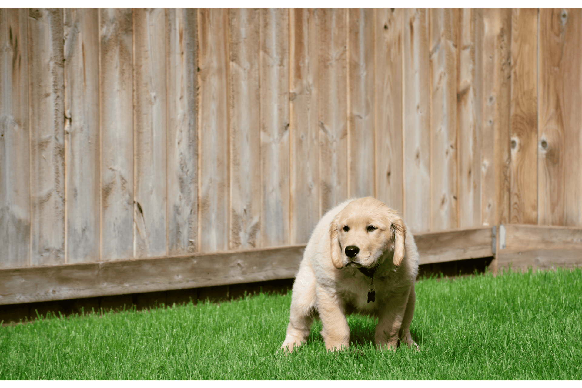 Why Do I Need to Scoop Up Dog Poop?